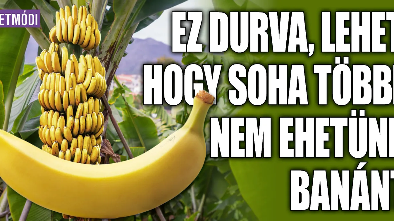 Ez durva, lehet, hogy soha többé nem ehetünk banánt?