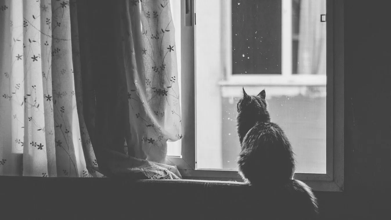 Cicaharc robbant ki a 18. kerületben