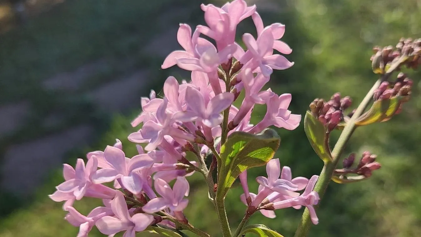 Nem hitt a háziasszony a szemének, amikor kiment a kertjébe