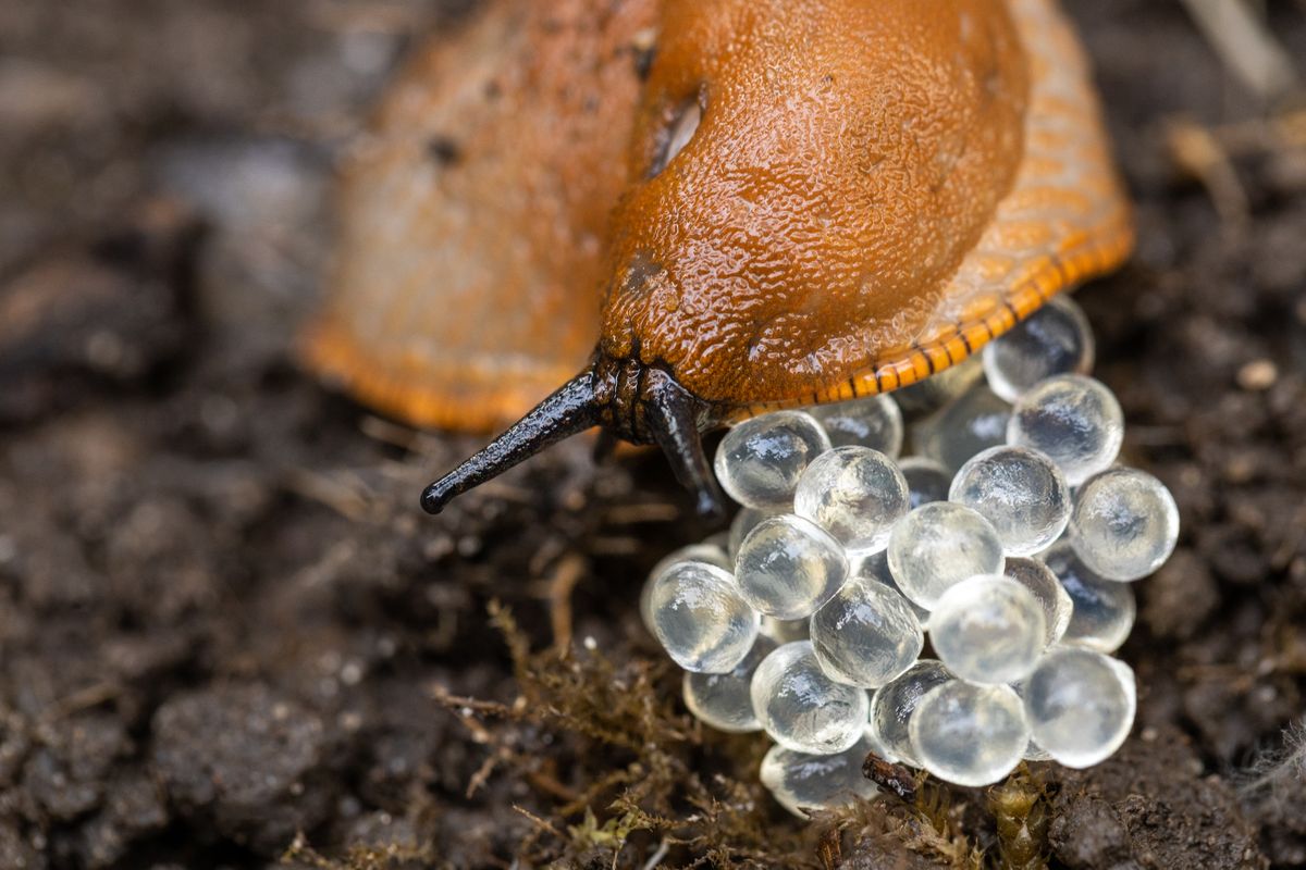 The,Invasive,Destructive,Snail,Lays,Eggs