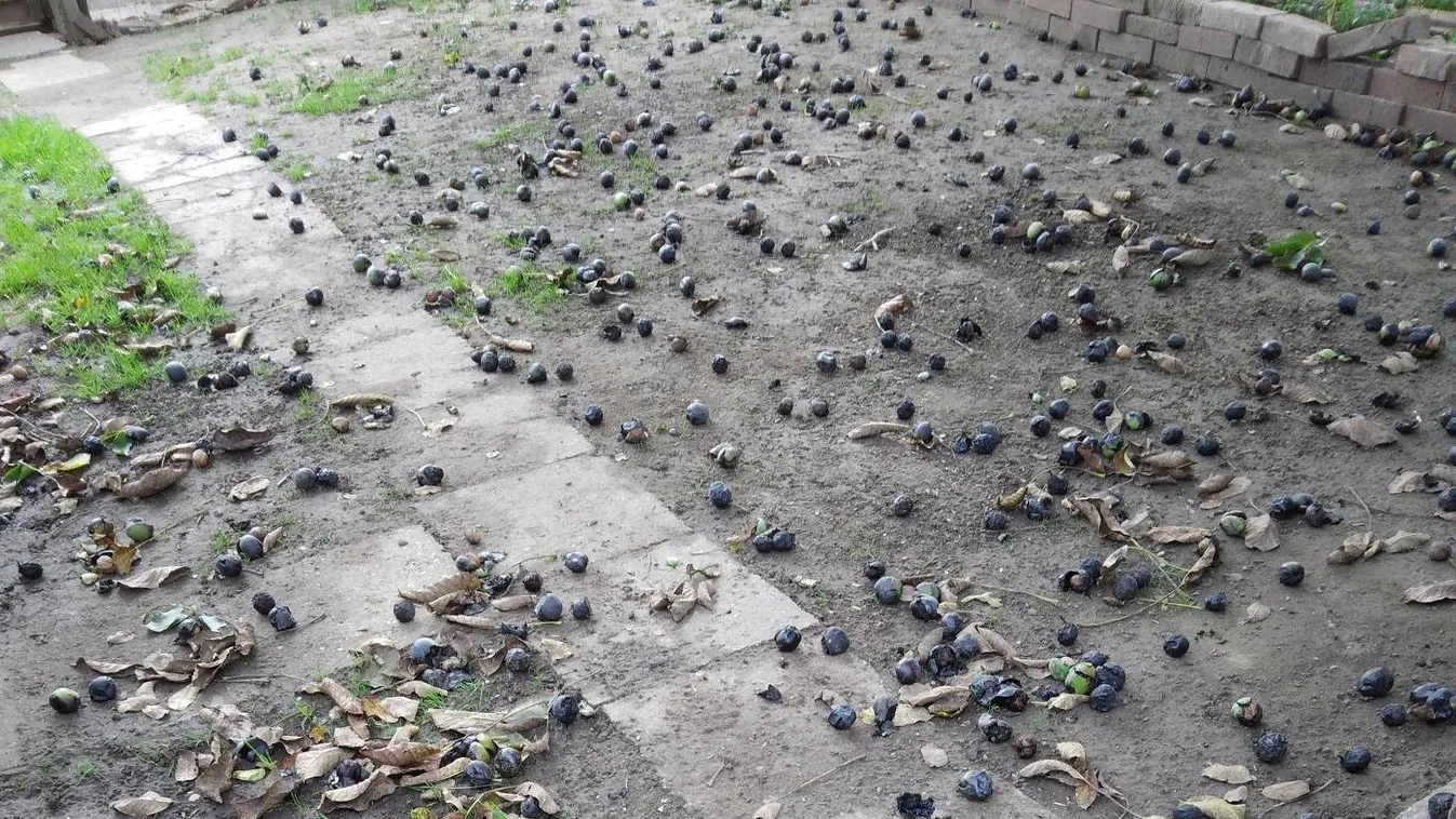 Veszélyben a bejgli: átok ülhet az idei diótermésen