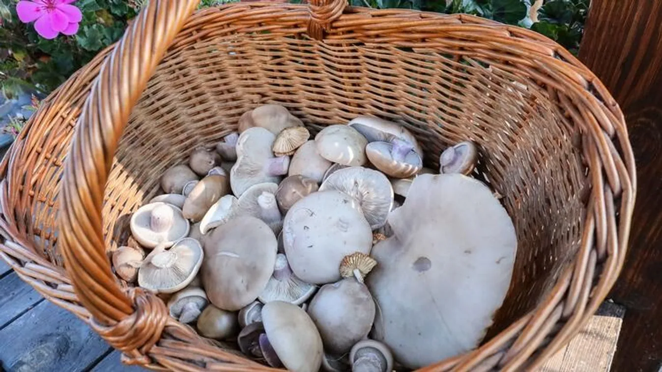 Őszi gombaszezon: íme 8 tévhit, amin az életed múlhat