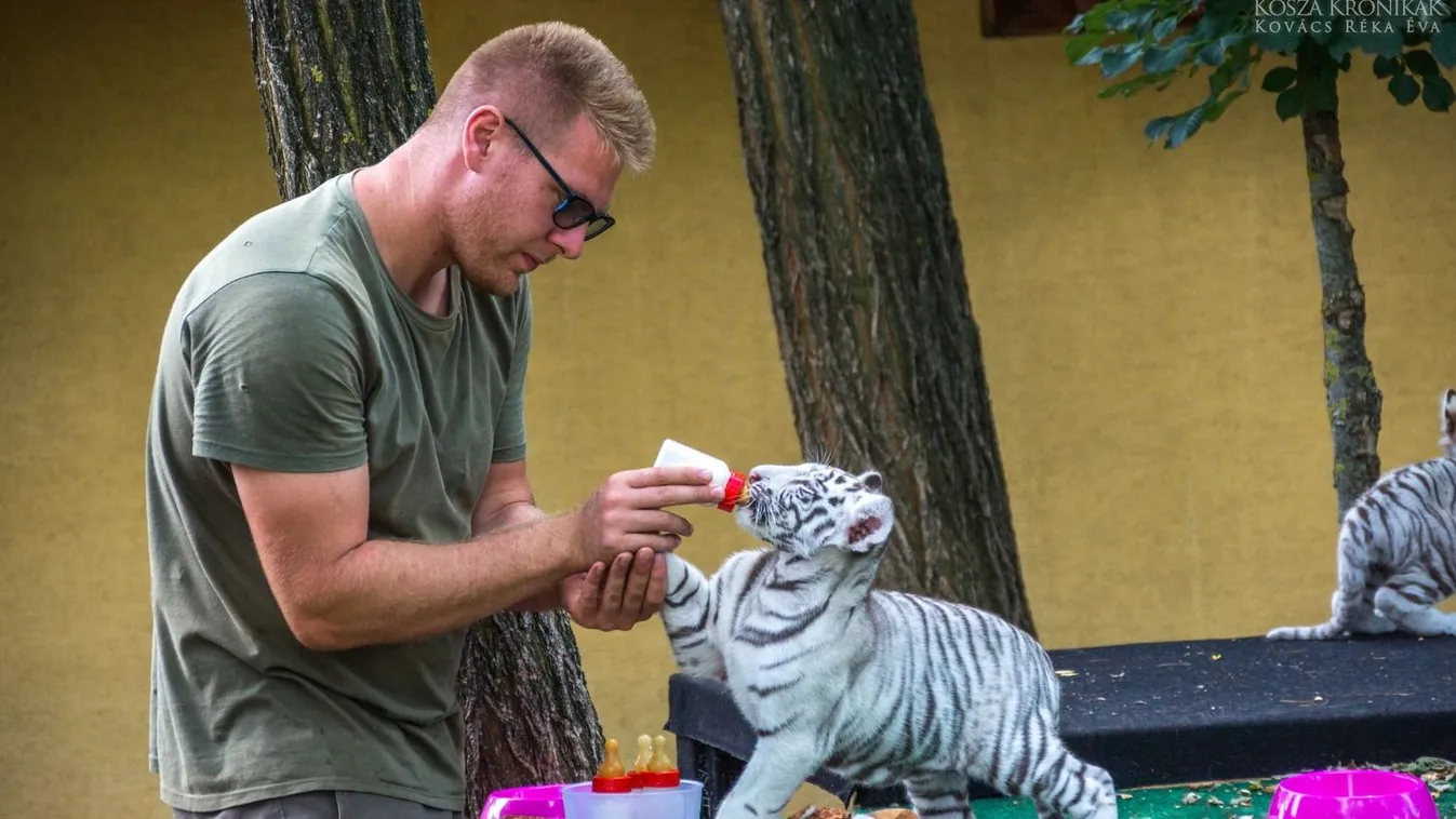 Puma dorombolt a magyar Mauglinak – videó