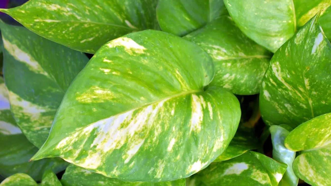 Szobanövényekkel a betegségek ellen: fantasztikus ötletek