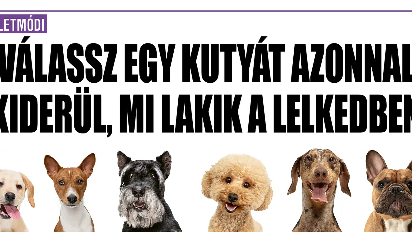 Válassz egy kutyát, azonnal kiderül, mi lakik a lelkedben