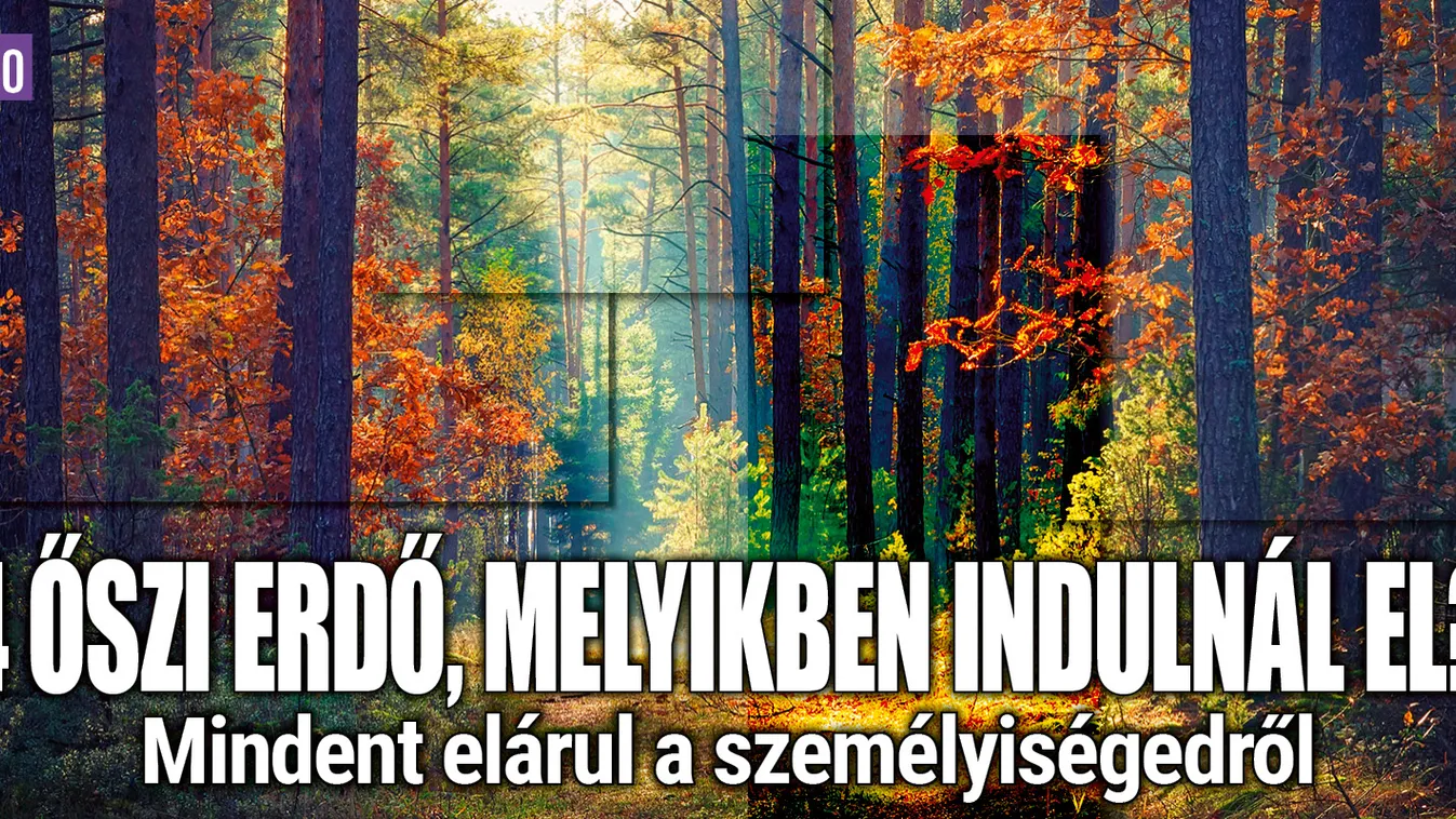 Melyik őszi erdőt választanád?