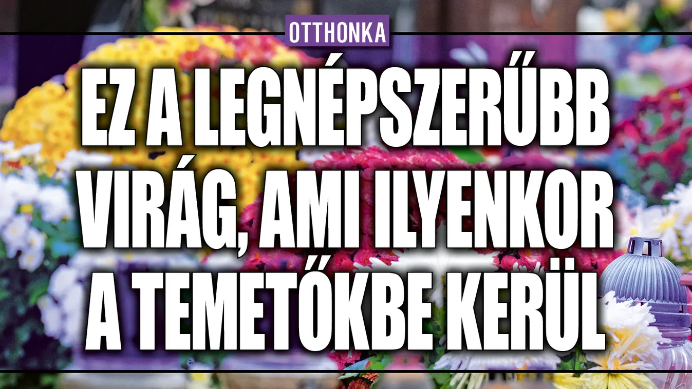 Ez a legnépszerűbb virág, ami ilyenkor a temetőkbe kerül