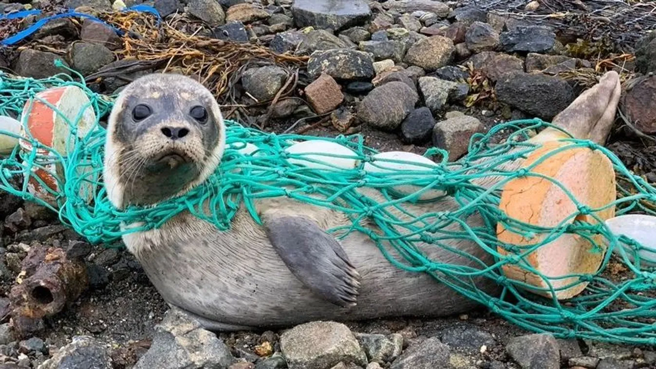 Halálos veszélyben volt a fókabébi