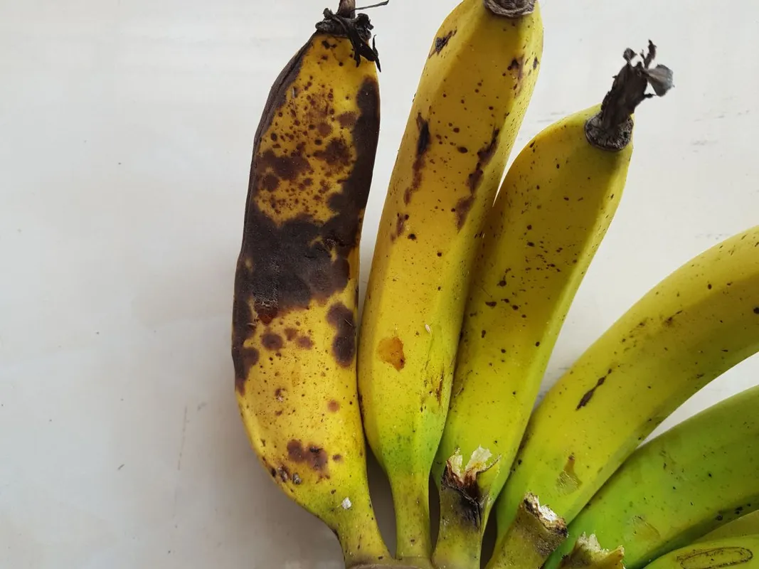 Anthracnose,Disease,On,Riped,Banana,Fruit,In,Viet,Nam.