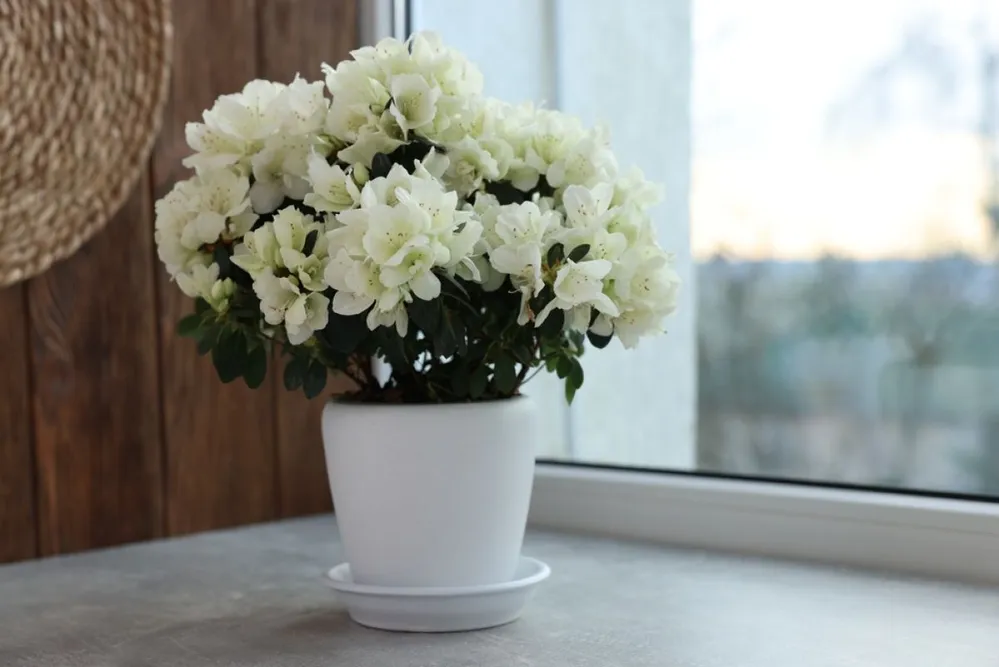 Beautiful,Azalea,Flowers,In,Pot,On,Windowsill,Indoors