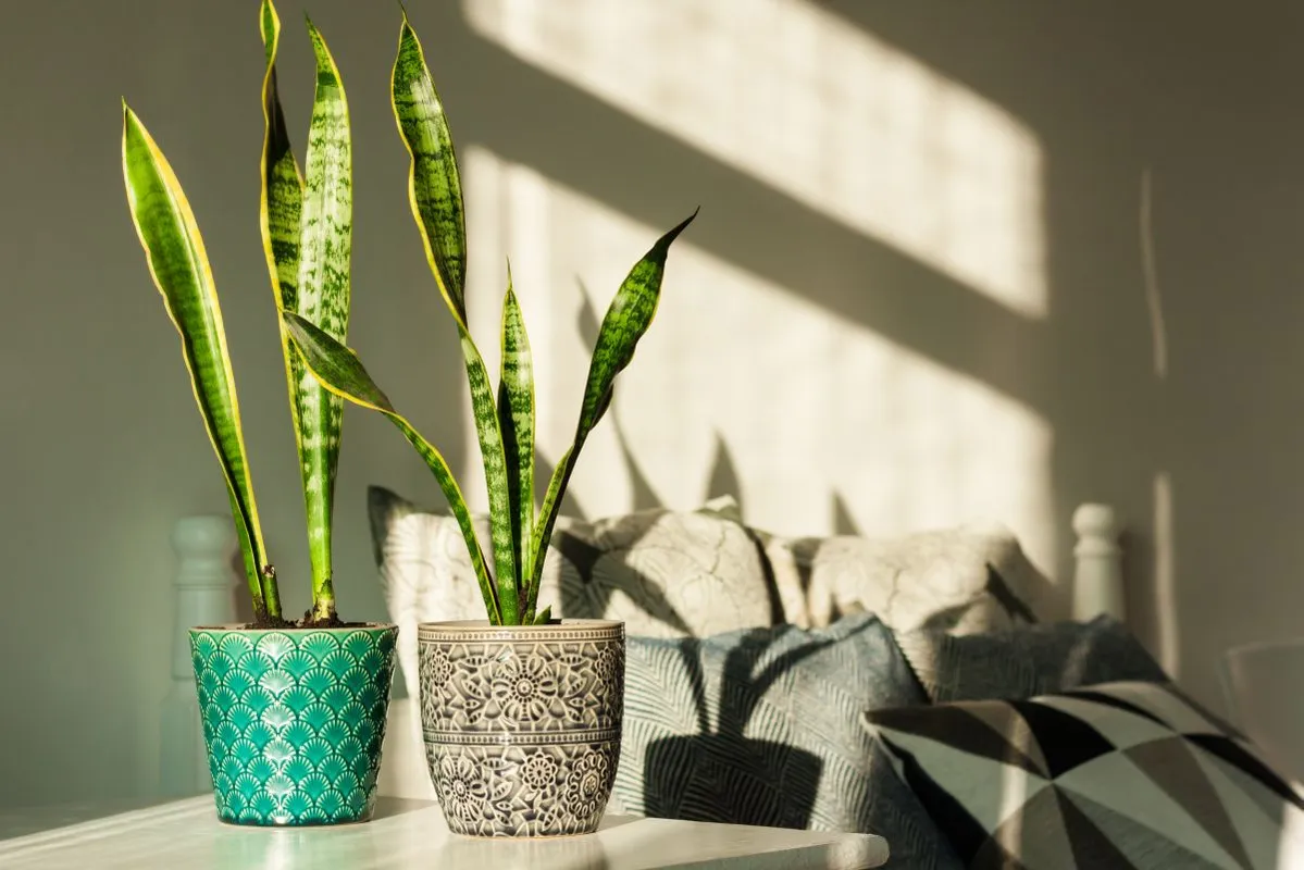 Cozy,Home,Interior,Decor,,Sansevieria,(snake,Plant),In,Ceramic,Pots