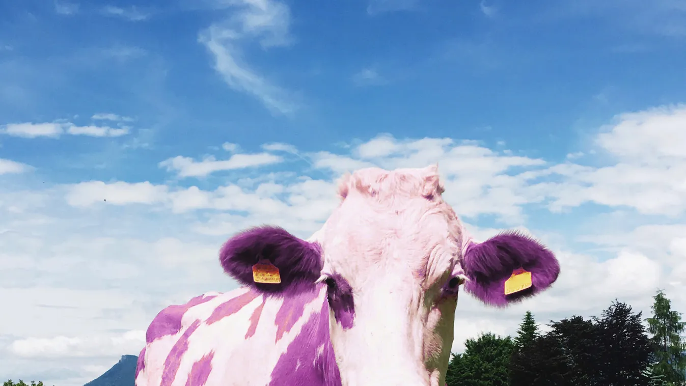 Feketelistára került a lila Milka-tehén Ukrajnában