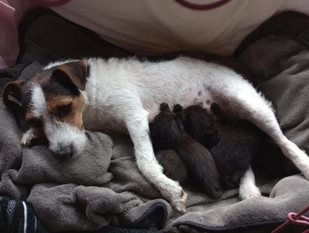 Jack Russell Terrier, kiscicák, nevelőanya, 
