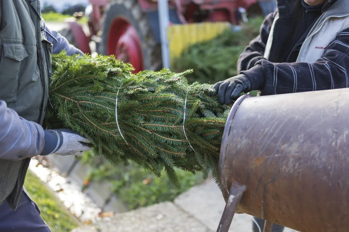 fenyőfa, karácsonyfa