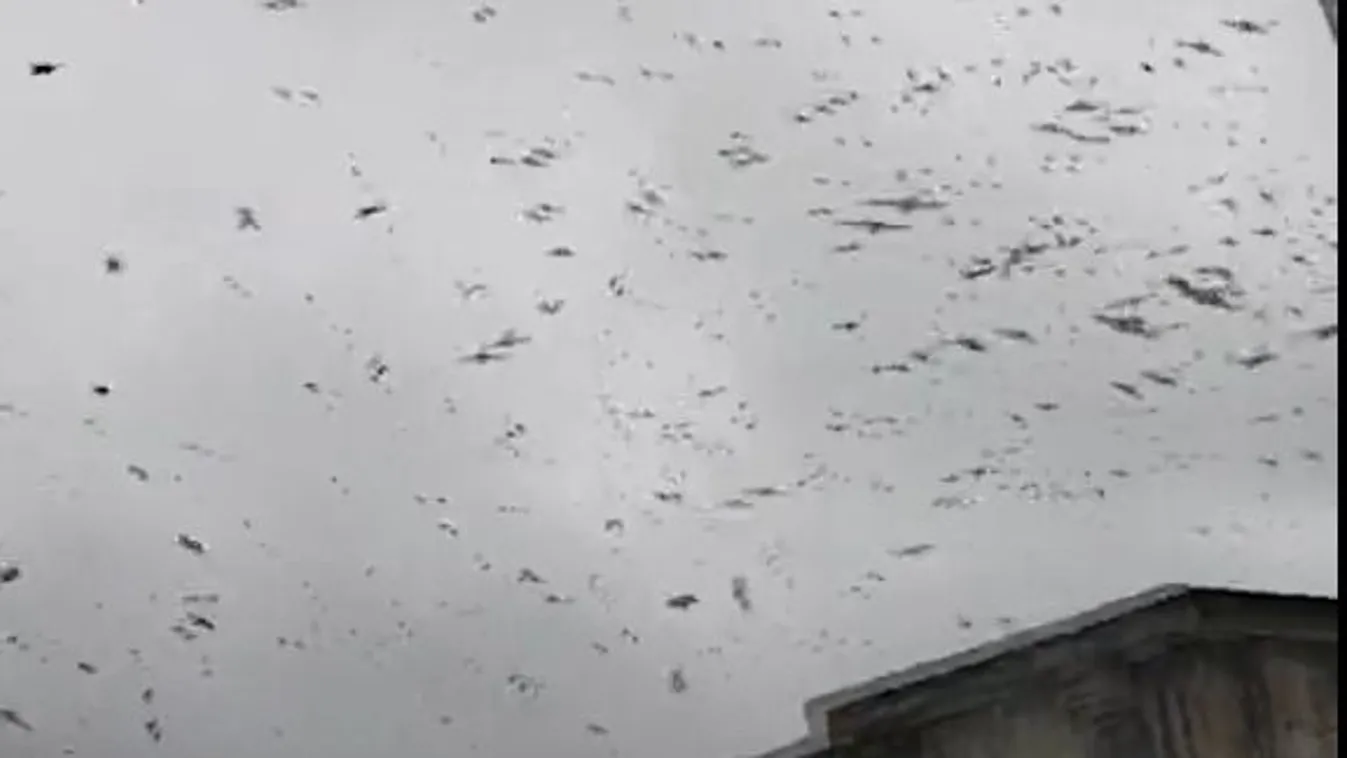 Több száz elpusztult fecske hullott az égből Kínában