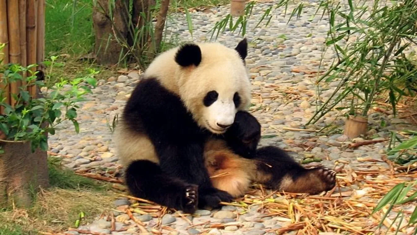 Pandákkal békülne az USA és Kína