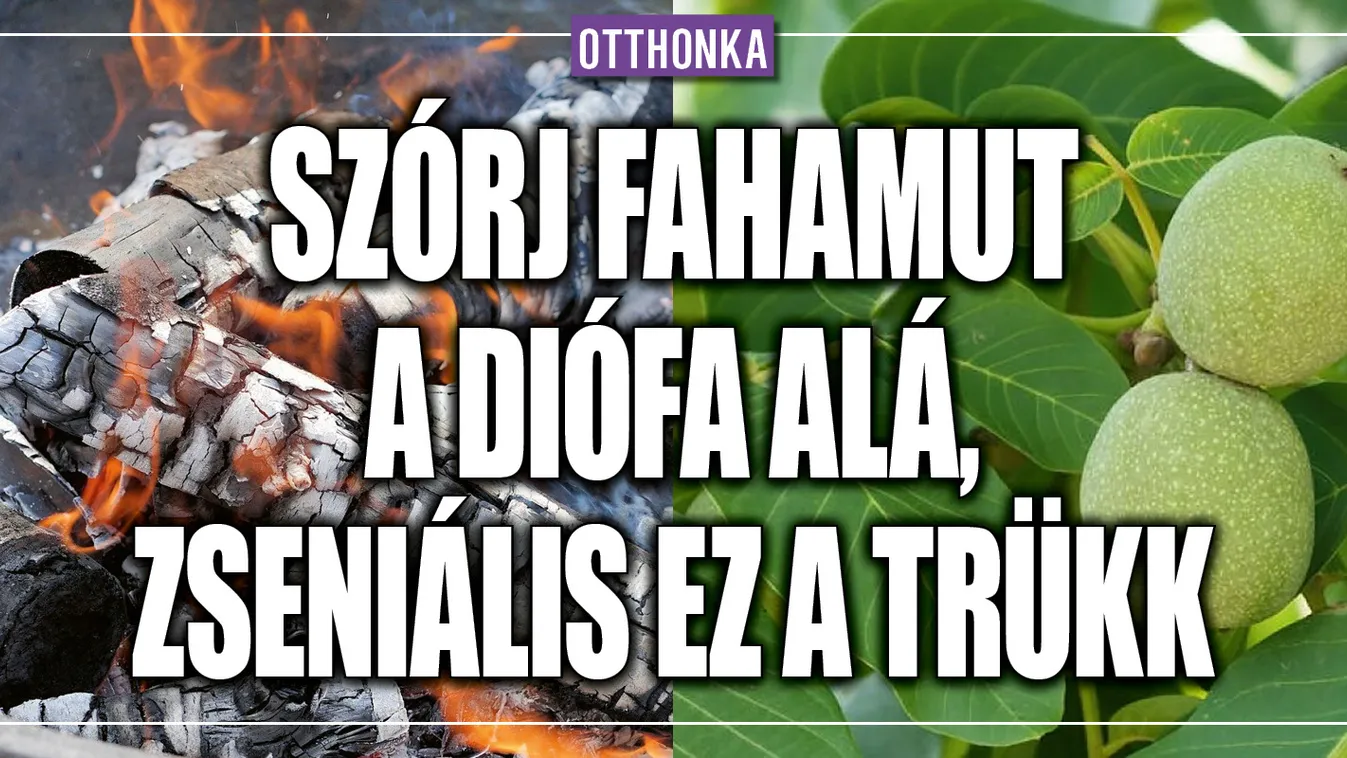 Szórj fahamut a diófa alá, zseniális ez a trükk!