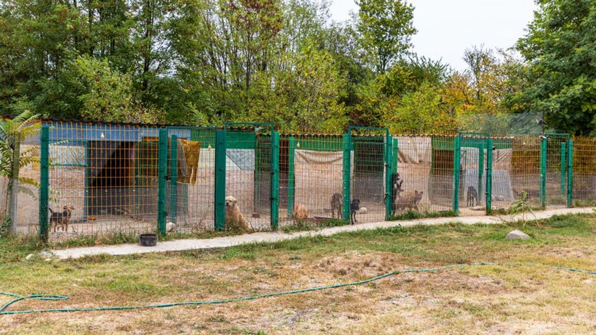 Állatos szexhirdetések, folyamatos zaklatás, fenyegetés: ismert bűnöző is van az állatvédők zaklatói között 