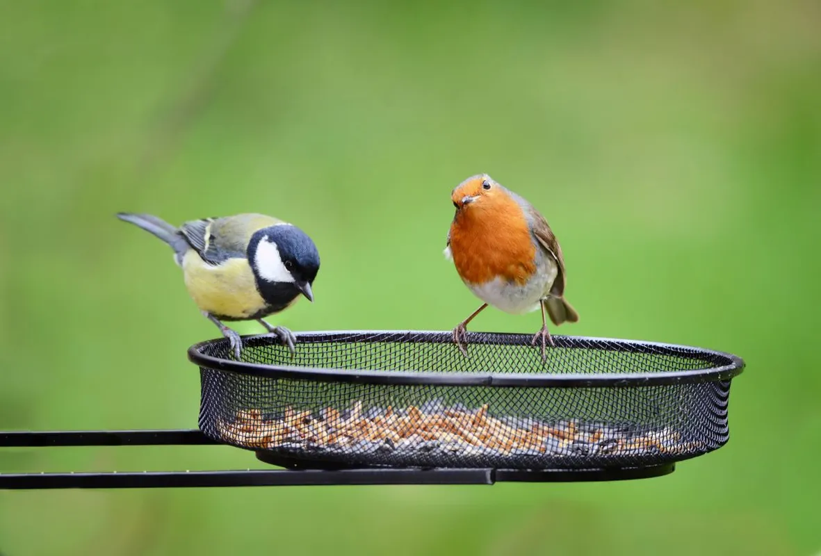 Garden,Birds.,European,Robin,,Erithacus,Rubecula,And,Great,Tit,,Parus