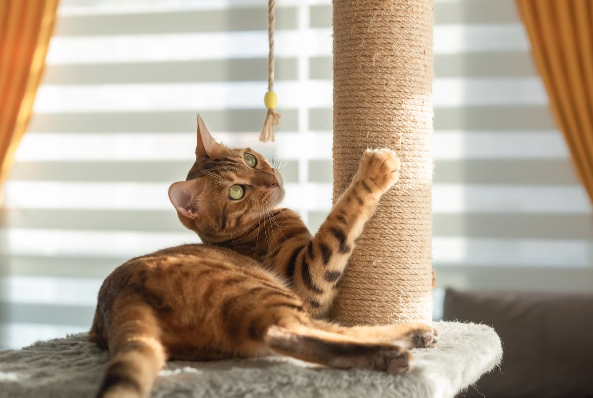 Bengal,Cat,Plays,With,A,Scratching,Post,In,The,Living