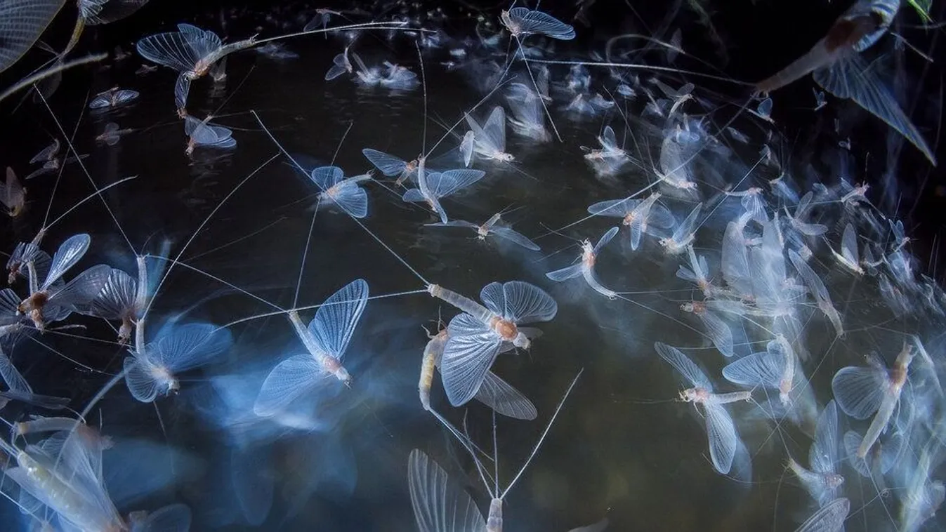 Magyar siker: első díjat nyert ezekkel a gyönyörű képekkel