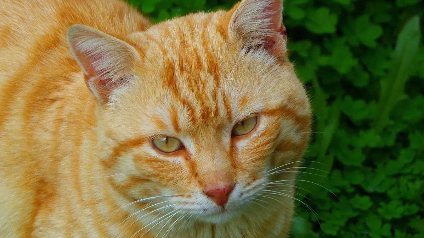 Démoni cica terrorizálja egy város lakóit