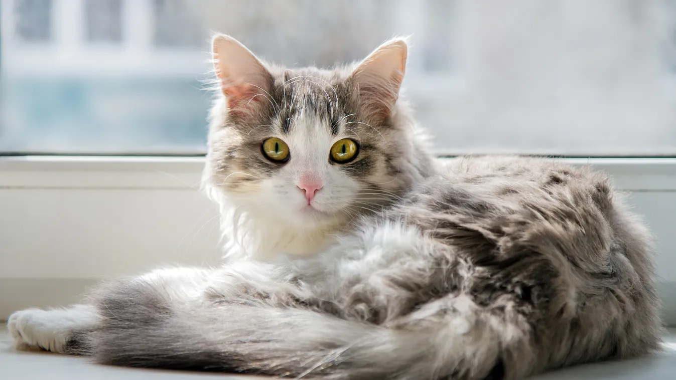 Honvágy gyötri Nokedlit, a magyar macskát