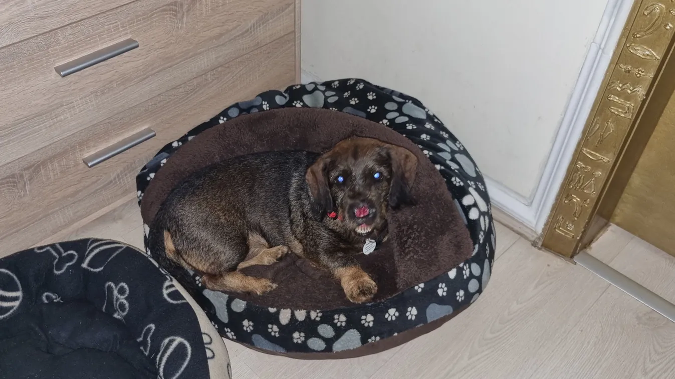 Csupaszájat öt tacskó mellé fogadta be Ágnes és párja