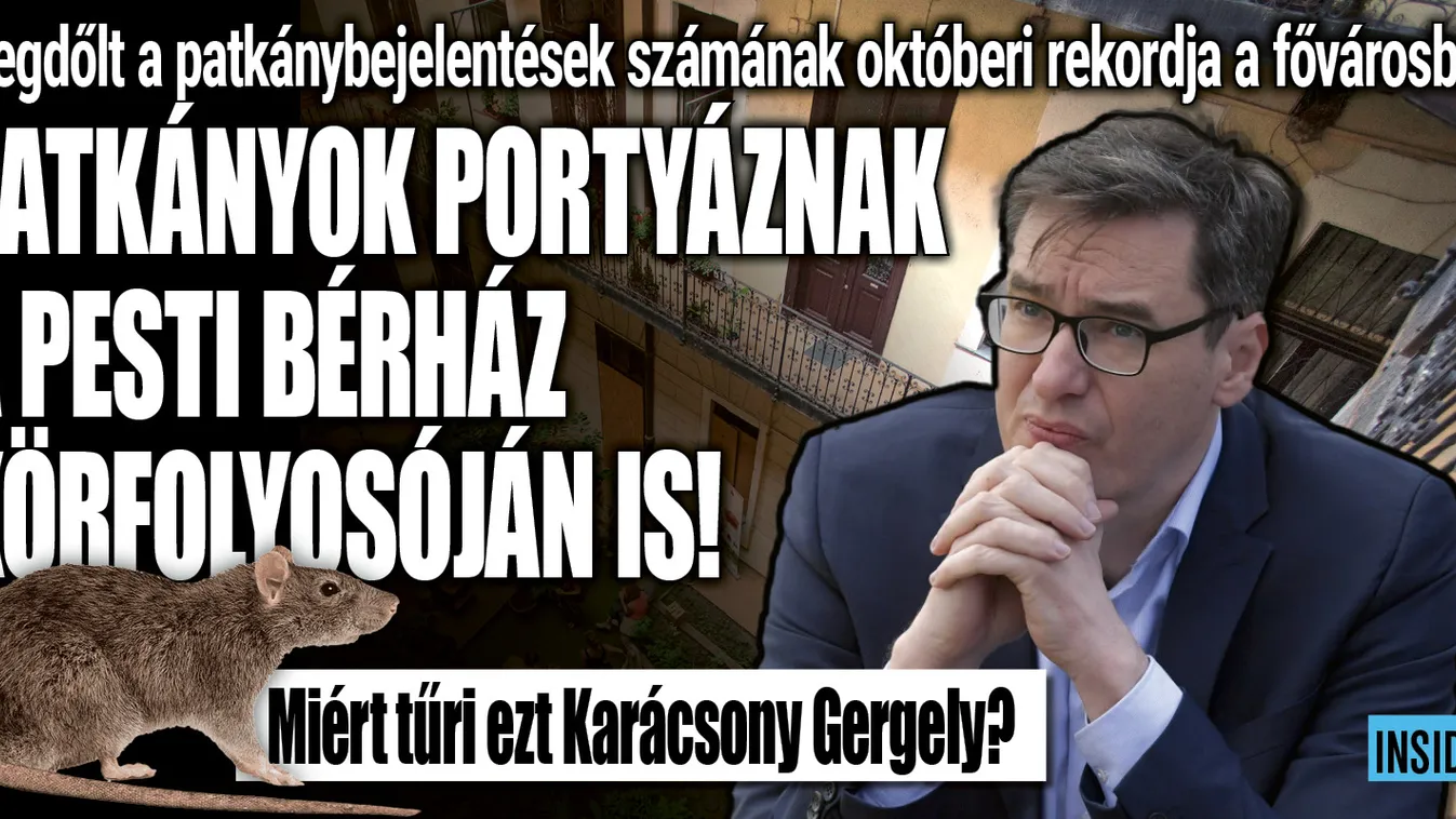 Elárasztják Budapestet a patkányok: kétszer annyi bejelentés