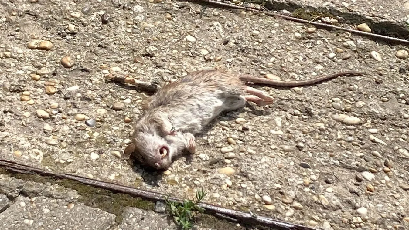 Elárasztják Budapestet a patkányok: kétszer annyi bejelentés