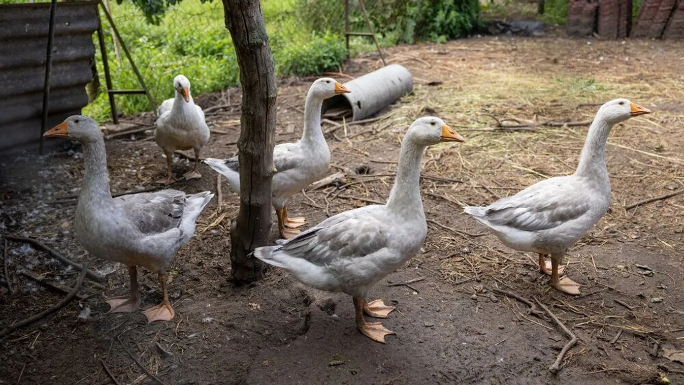 Mit ünneplünk pontosan Márton napon?