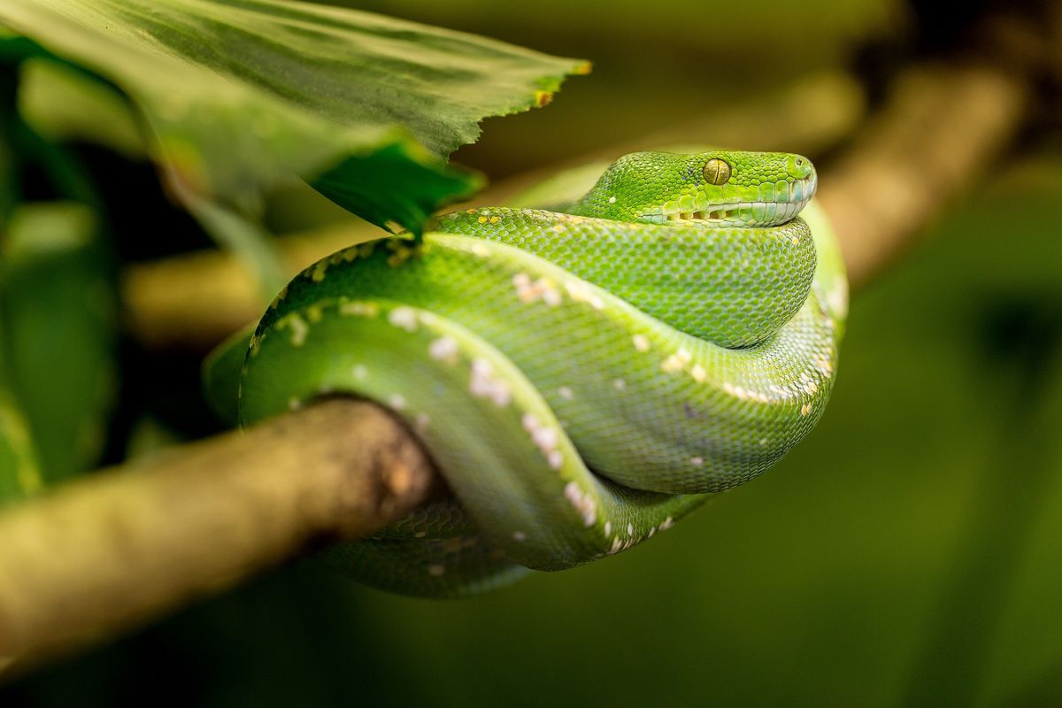 zöld mamba kígyó csúszómászó
