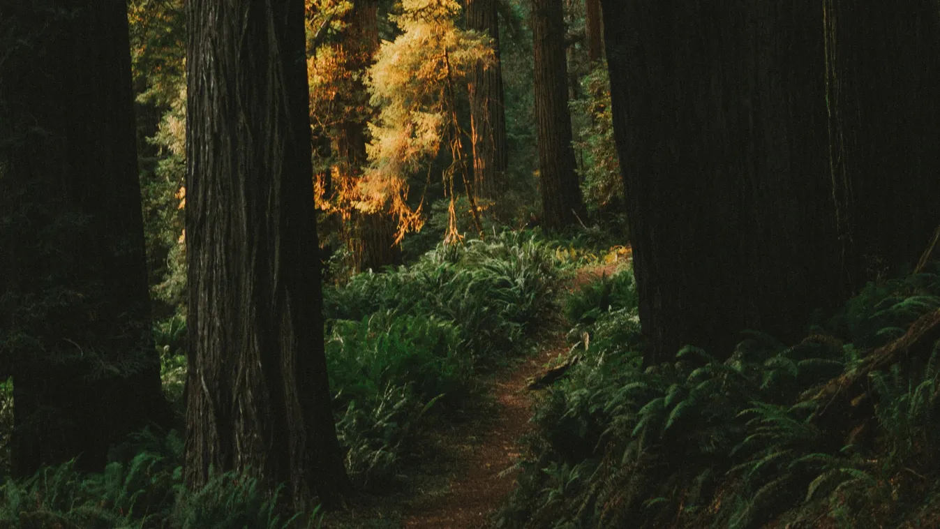 35 év után sikerült azonosítani az elhunyt kislányt