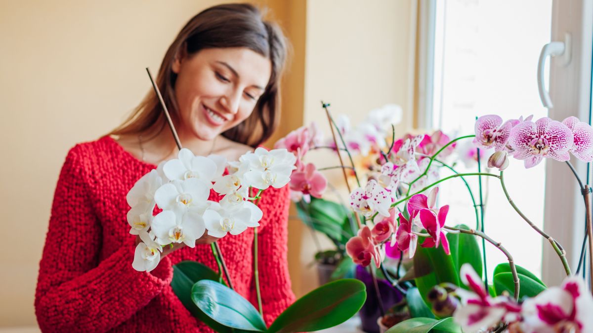 Így szaporítsd az orchideát, hamarosan virágözön lesz a jutalom