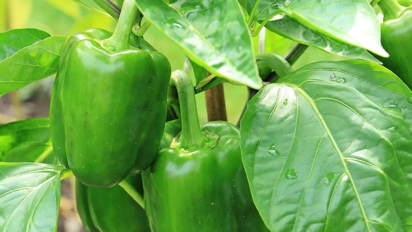 Nem érett be a paprikád? Ezzel a módszerrel megmentheted