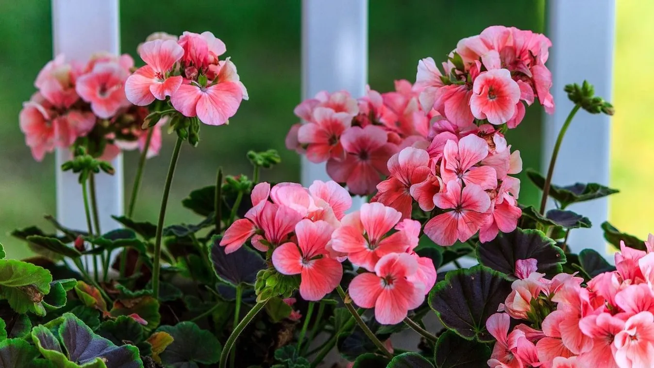 A legjobb trükk: így teleltesd a kinti cserepes növényeket