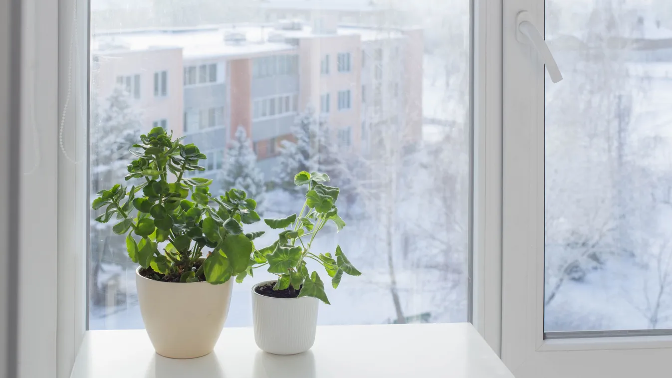 Így ápold a szobanövényeket télen, hogy gyönyörű szépek maradjanak