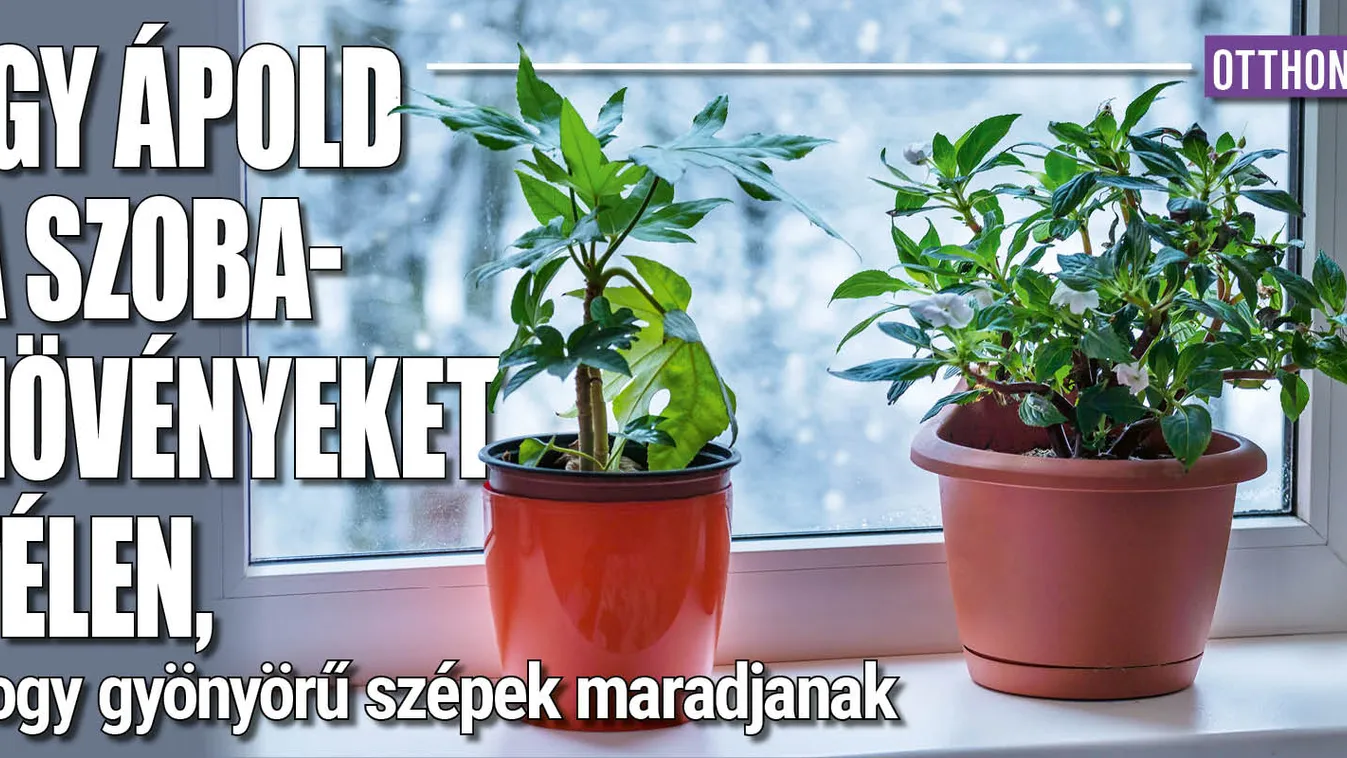 Így ápold a szobanövényeket télen, hogy szépek mararadjanak