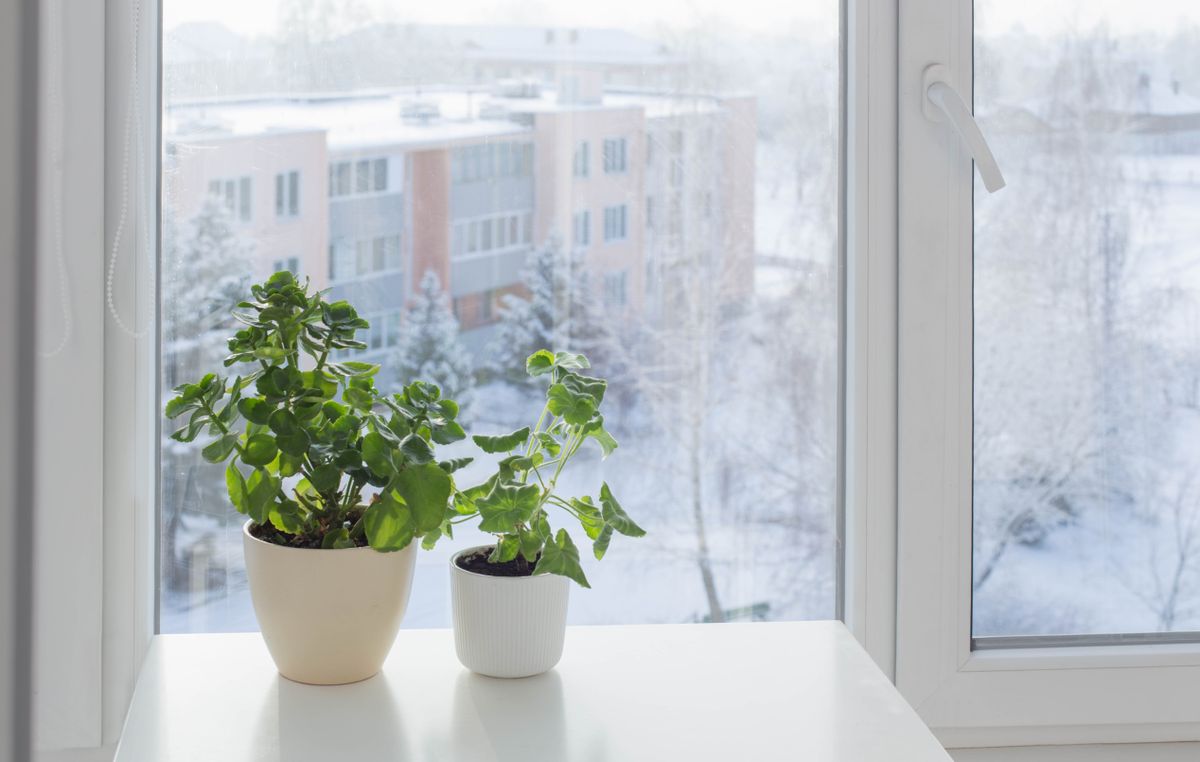 Green,House,Plants,By,Window,In,Winter