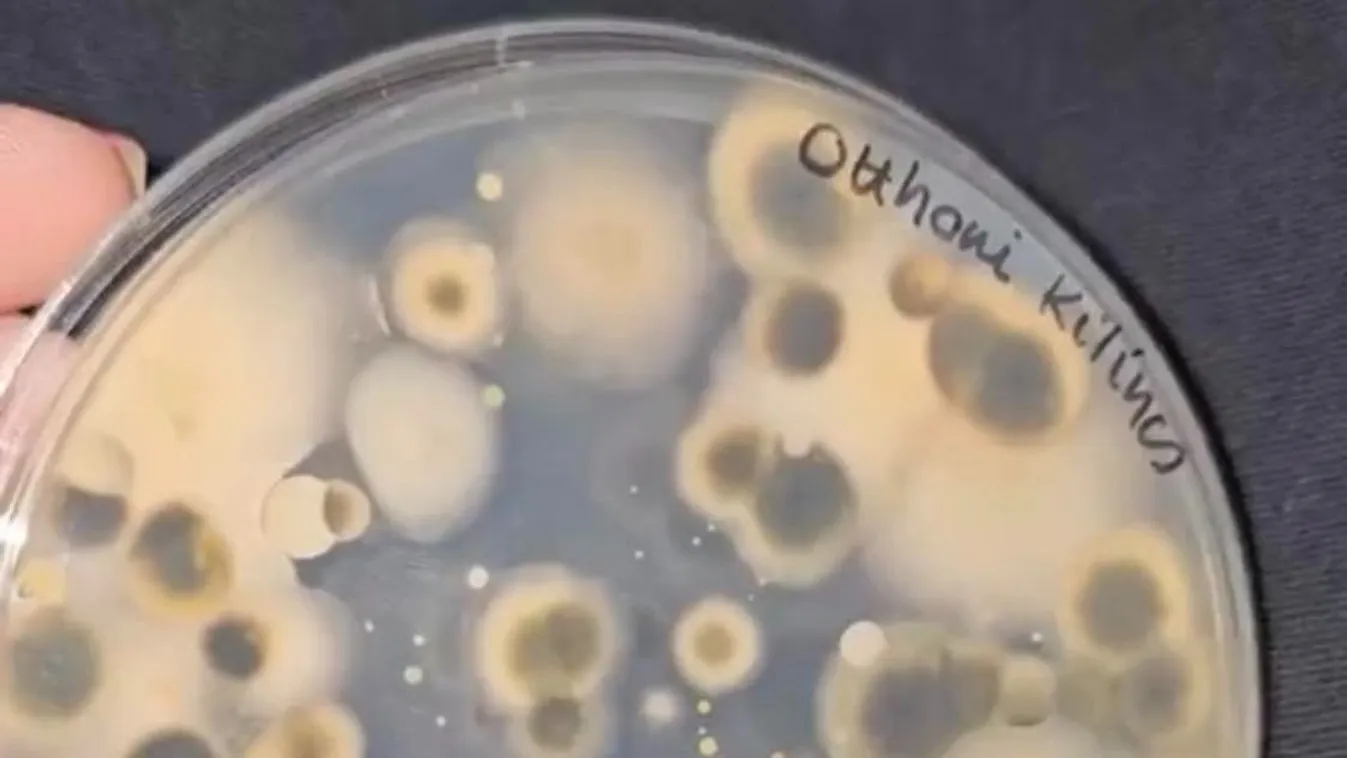 Ezért fontos, hogy sűrűn takarítsd a kilincsed