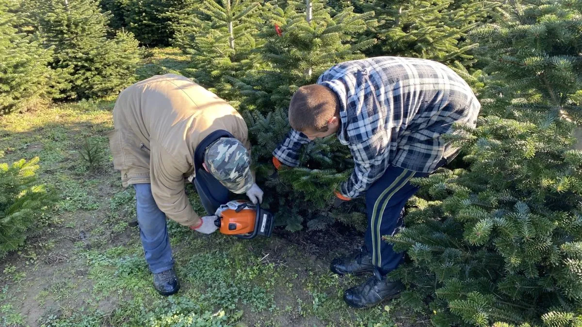 Surd, fenyők, fenyőfa, Fanny magazin