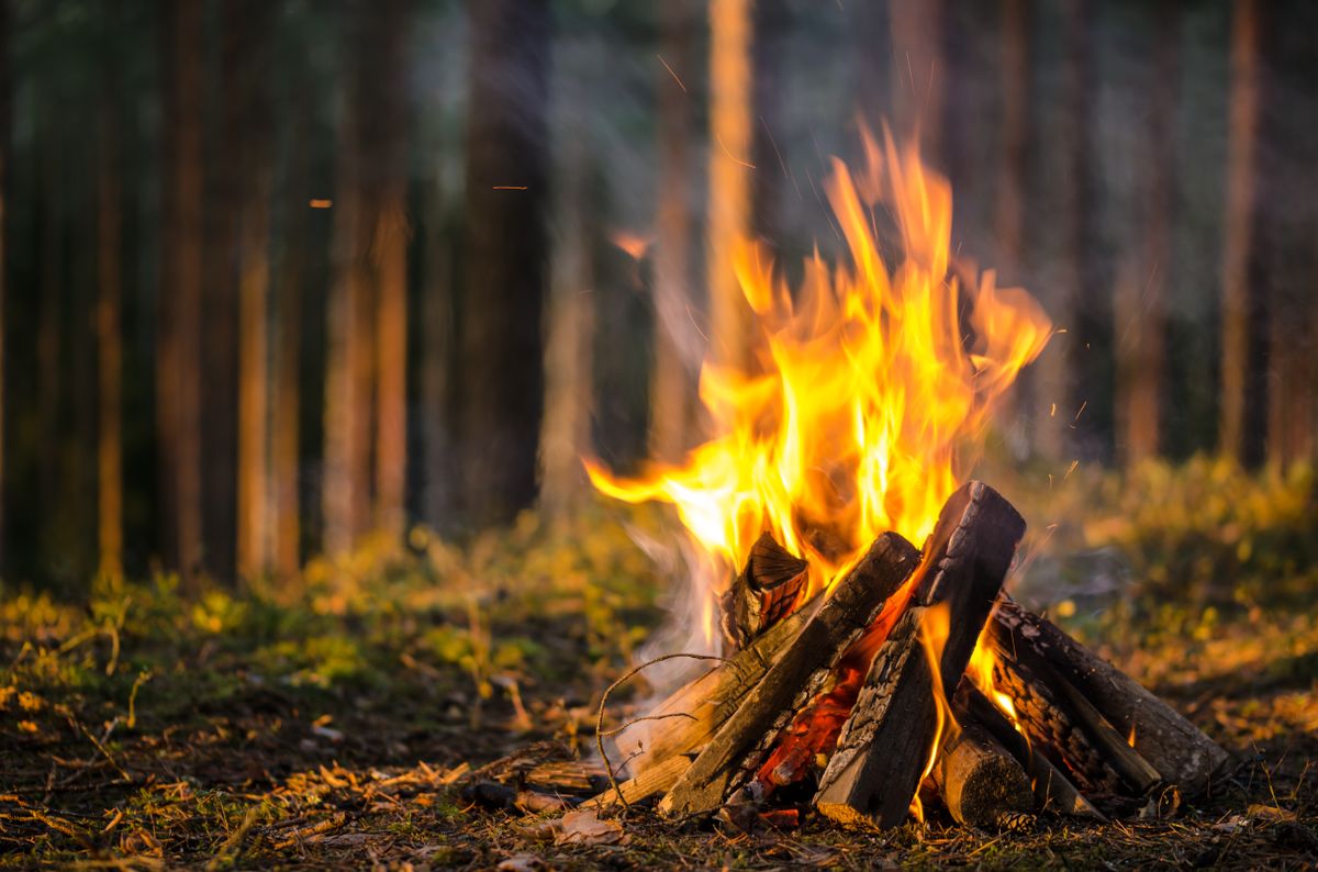 Bonfire,In,The,Forest