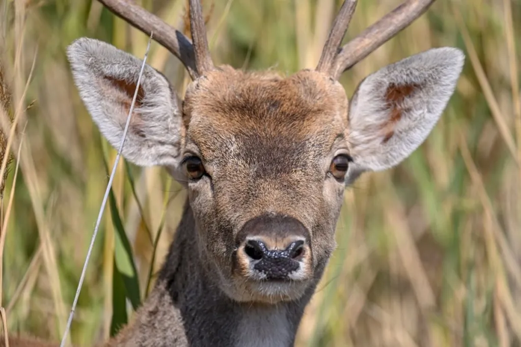 4 fallow deer found in the truck bed by Turkish gendarmerie, taken under protection in Turkiye's Van