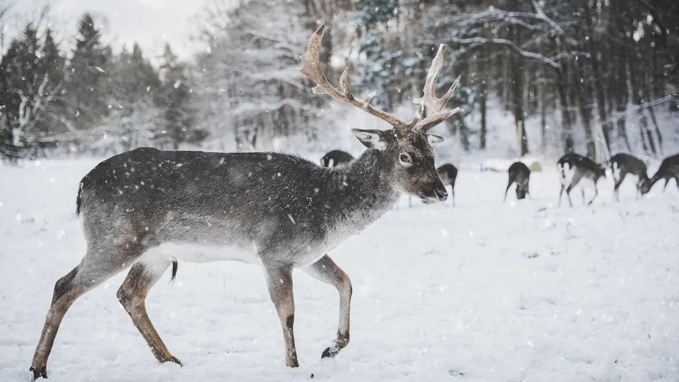 Az út közepén csemegéző szarvasokra figyelmeztet a közút