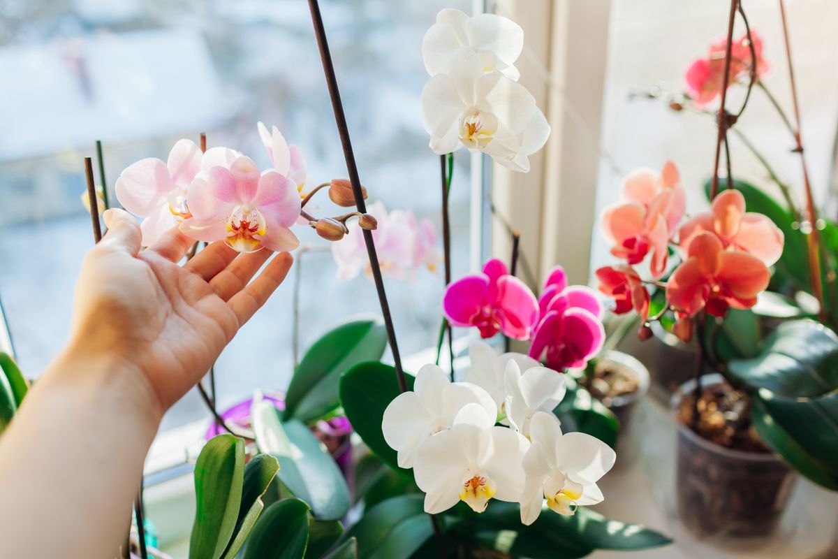 Colorful,Orchids,Phalaenopsis.,Woman,Taking,Care,Of,Home,Plants.,Gardener