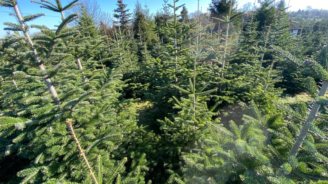 Hadifogolynak köszönhető a zalai fenyőbirodalom