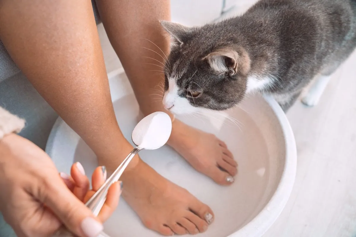 Curious,Cat,Sniffing,A,Spoon,With,Baking,Soda,While,Woman