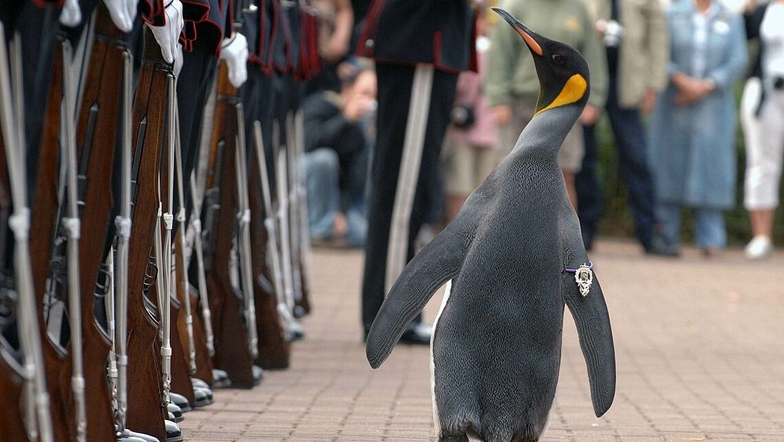 III. Nils Olav pingvin felvonulás közben