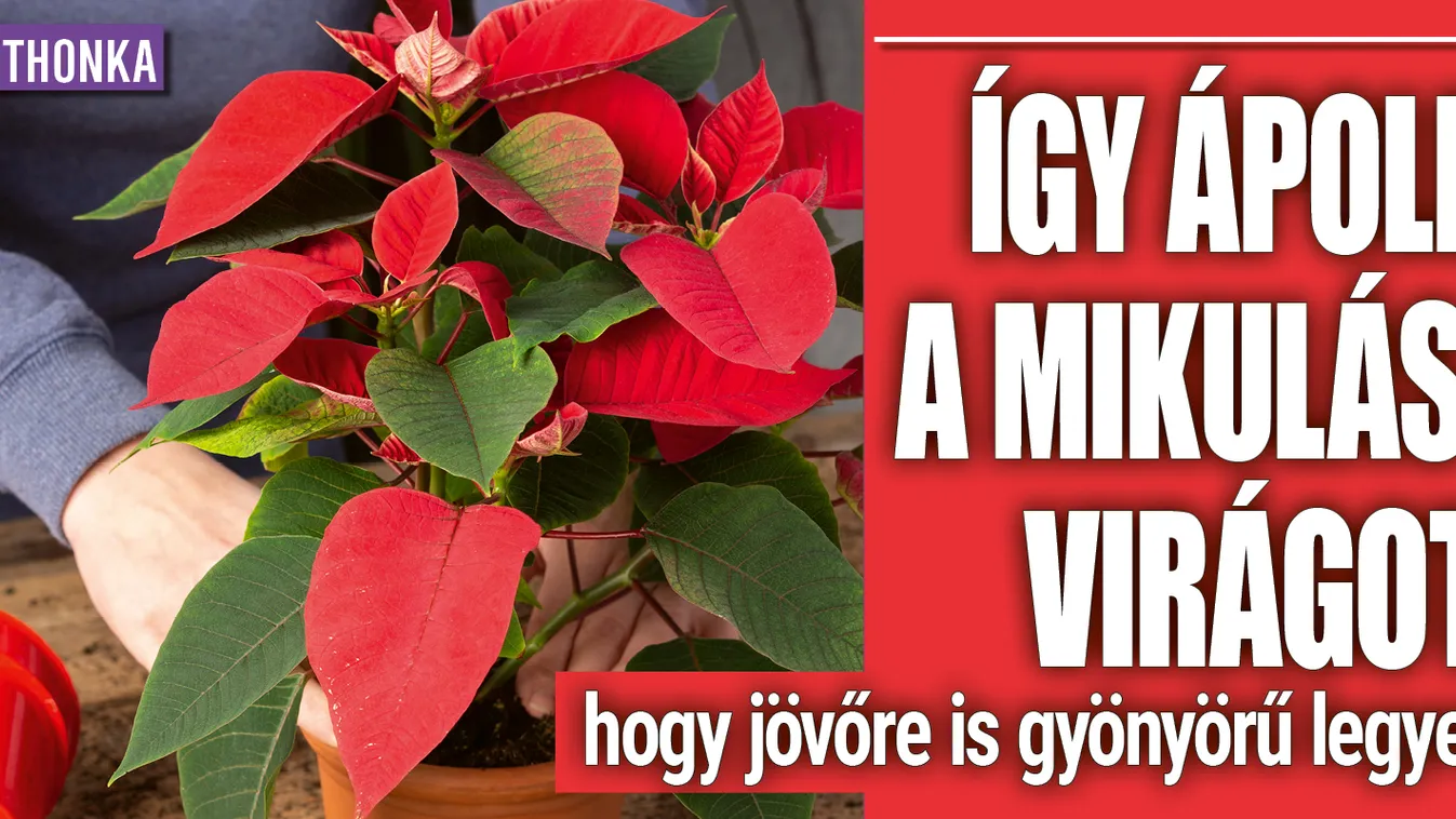 Így ápold a mikulásvirágot, hogy jövőre is virítson