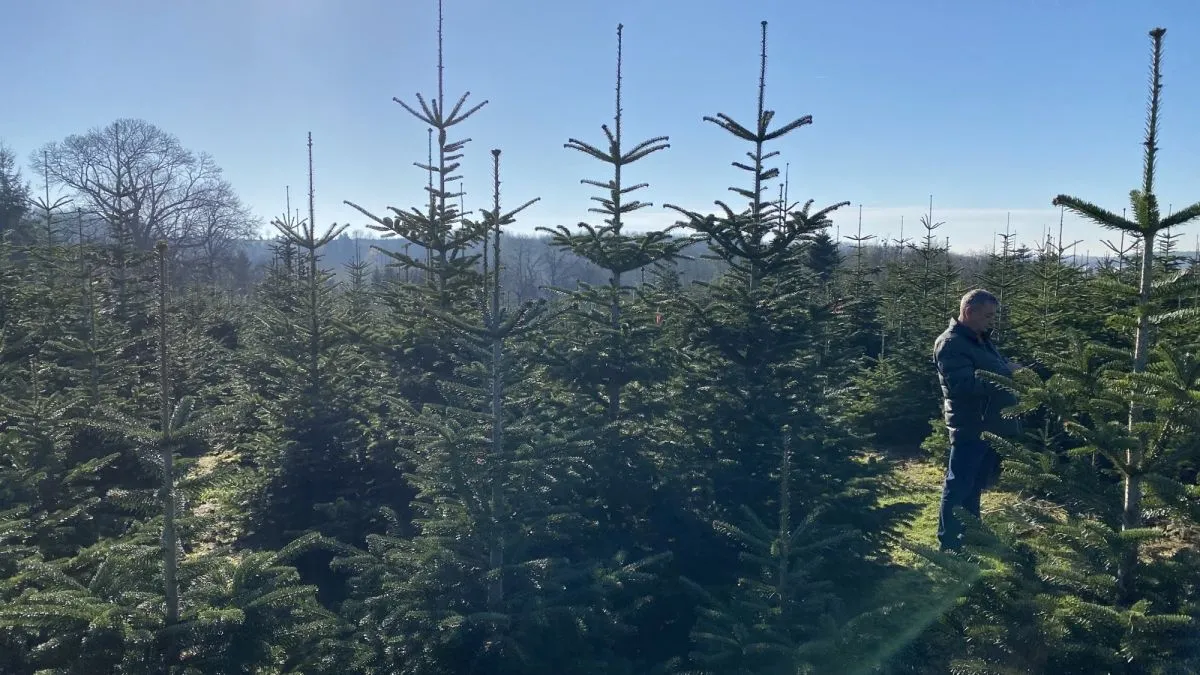 Surd, fenyők, fenyőfa, Fanny magazin